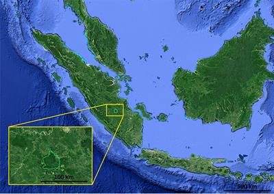 Monitoring early-successional trees for tropical forest restoration using low-cost UAV-based species classification